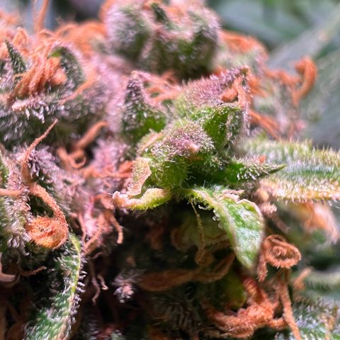 AK-420 #1 growlog timeline photo