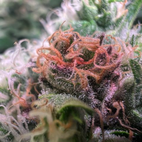 AK-420 #1 growlog timeline photo