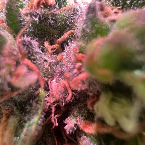 AK-420 #1 growlog timeline photo