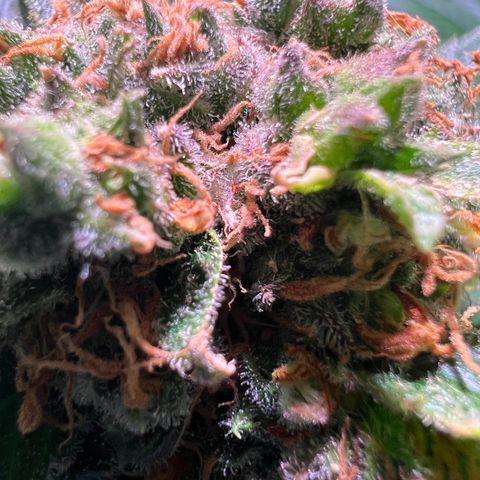 AK-420 #1 growlog timeline photo