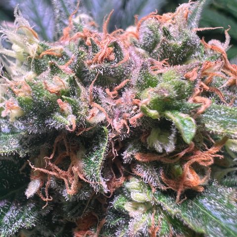 AK-420 #1 growlog timeline photo