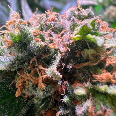 AK-420 #1 growlog timeline photo