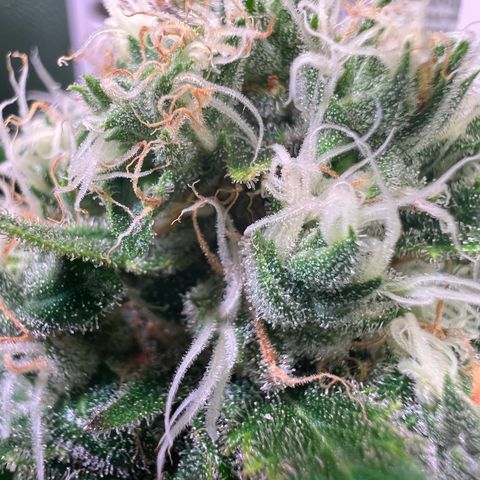 AK-420 #1 growlog timeline photo