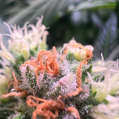 AK-420 #1 growlog timeline photo