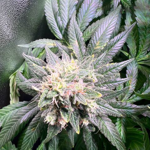 AK-420 #1 growlog timeline photo