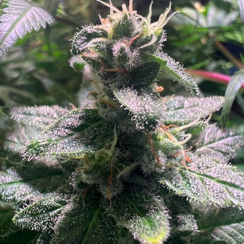 AK-420 #1 growlog timeline photo