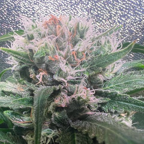 AK-420 #1 growlog timeline photo