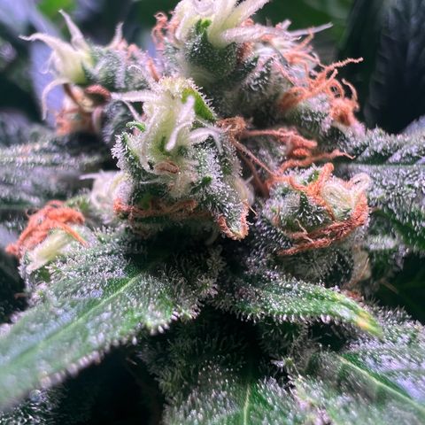 AK-420 #1 growlog timeline photo