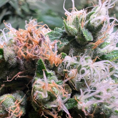 AK-420 #1 growlog timeline photo