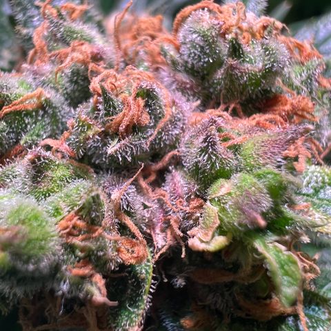 AK-420 #1 growlog timeline photo