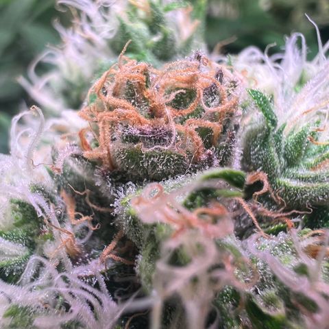 AK-420 #1 growlog timeline photo