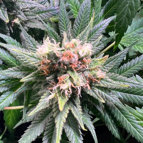AK-420 #1 growlog timeline photo