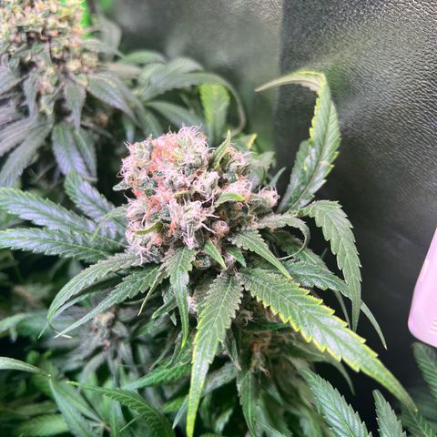 AK-420 #1 growlog timeline photo