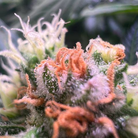 AK-420 #1 growlog timeline photo