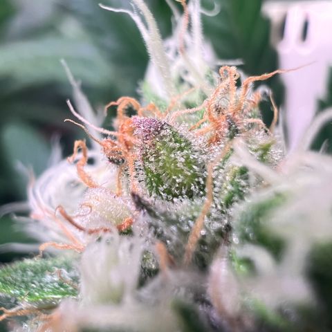 AK-420 #1 growlog timeline photo