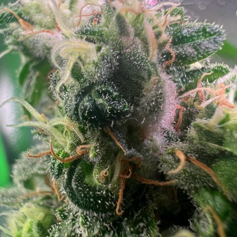 AK-420 #1 growlog timeline photo