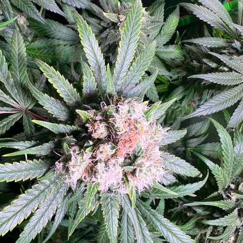 AK-420 #1 growlog timeline photo