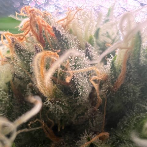 AK-420 #1 growlog timeline photo
