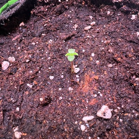 Purple Skunk Automatic growlog timeline photo