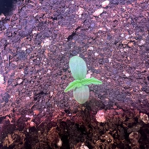 Purple Skunk Automatic growlog timeline photo