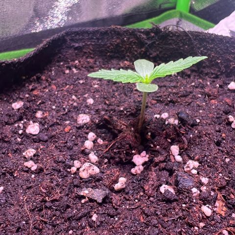 Purple Skunk Automatic growlog timeline photo