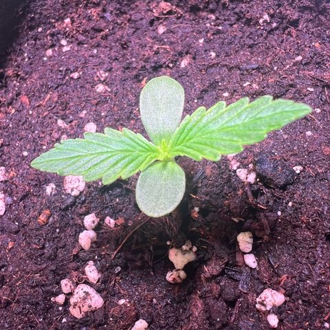 Purple Skunk Automatic growlog timeline photo