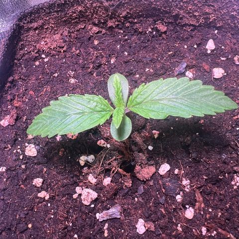 Purple Skunk Automatic growlog timeline photo