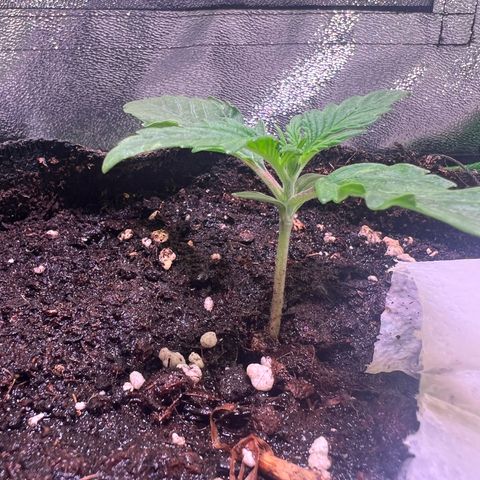 Purple Skunk Automatic growlog timeline photo