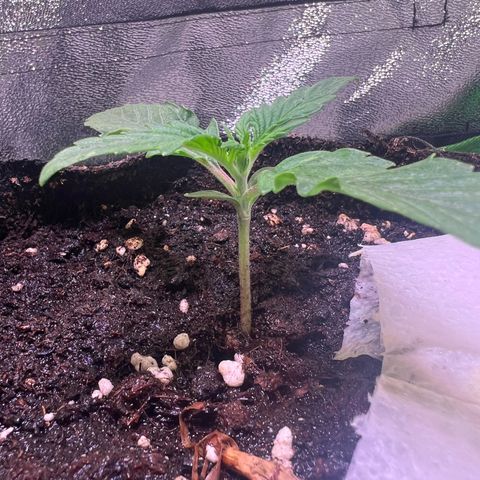 Purple Skunk Automatic growlog timeline photo