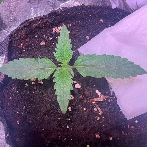 Purple Skunk Automatic growlog timeline photo
