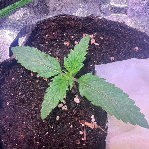 Purple Skunk Automatic growlog timeline photo