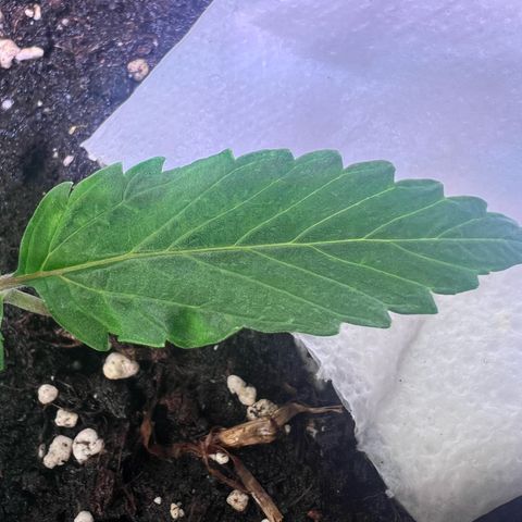 Purple Skunk Automatic growlog timeline photo