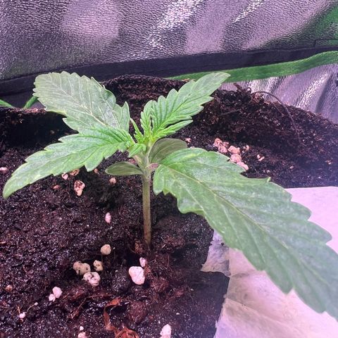 Purple Skunk Automatic growlog timeline photo
