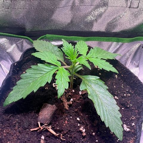 Purple Skunk Automatic growlog timeline photo