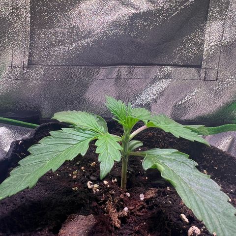 Purple Skunk Automatic growlog timeline photo
