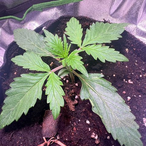 Purple Skunk Automatic growlog timeline photo