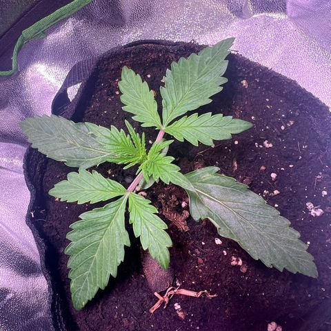Purple Skunk Automatic growlog timeline photo