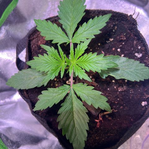 Purple Skunk Automatic growlog timeline photo