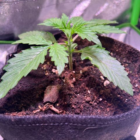 Purple Skunk Automatic growlog timeline photo