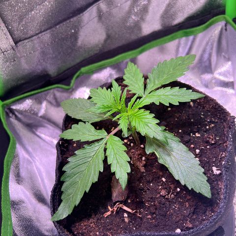 Purple Skunk Automatic growlog timeline photo
