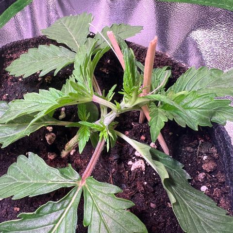 Purple Skunk Automatic growlog timeline photo