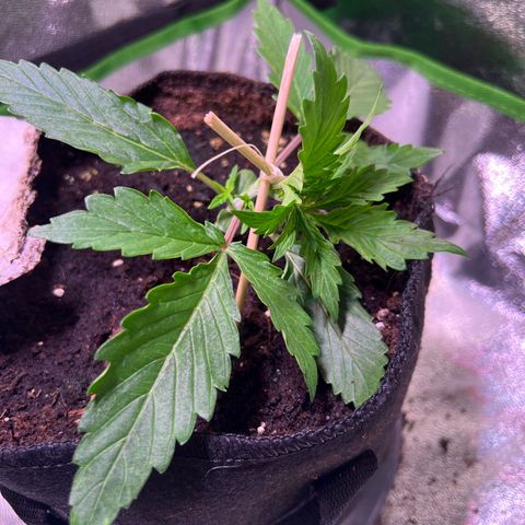 Purple Skunk Automatic growlog timeline photo