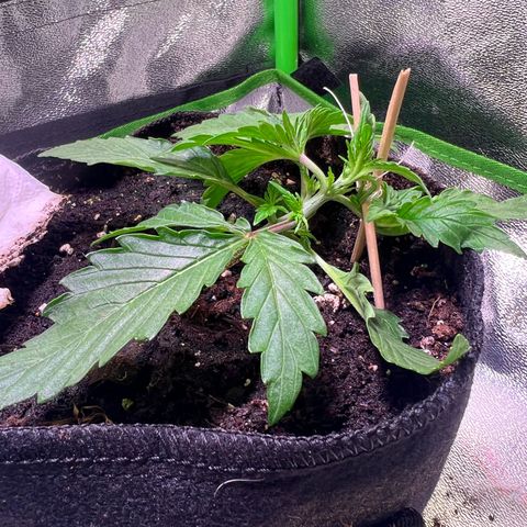 Purple Skunk Automatic growlog timeline photo