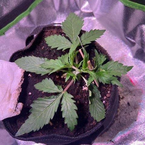 Purple Skunk Automatic growlog timeline photo
