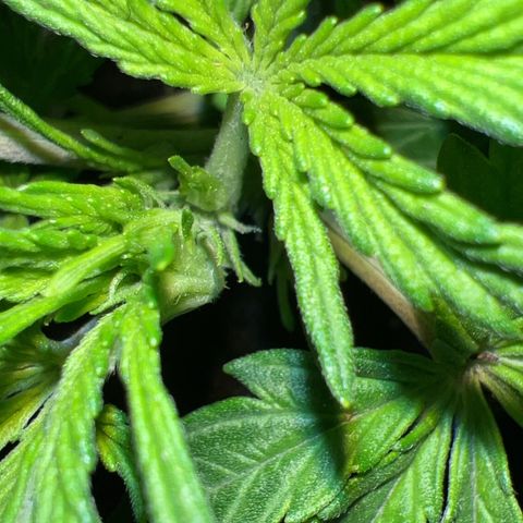 Purple Skunk Automatic growlog photo: Vorblüte 