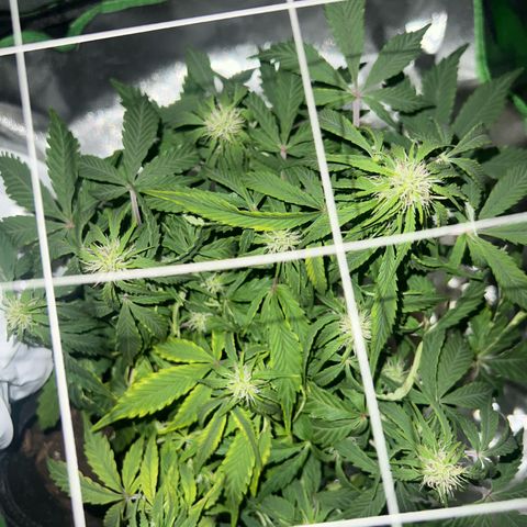 Purple Skunk Automatic growlog timeline photo
