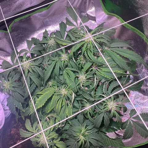 Purple Skunk Automatic growlog timeline photo