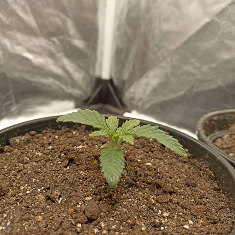 Skunk S1 BSF (Old skool pack) growlog timeline photo