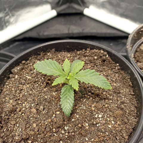 Skunk S1 BSF (Old skool pack) growlog timeline photo