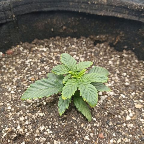 Skunk S1 BSF (Old skool pack) growlog timeline photo